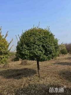 高度450厘米大叶黄杨