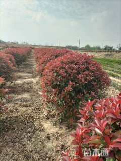 原生苗红叶石楠球