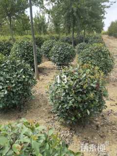 冠幅80厘米石楠球