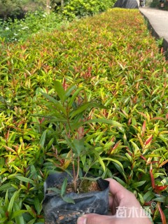 高度20厘米红车