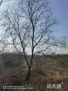 35公分丛生乌桕