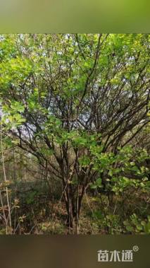 高度500厘米丛生黄栌