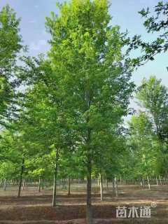 12公分美国红枫