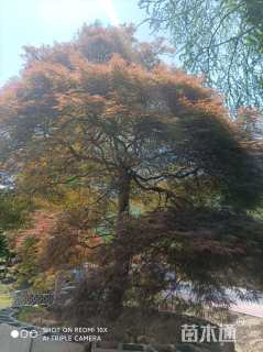 高度280厘米羽毛枫