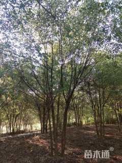 高度700厘米丛生三角枫