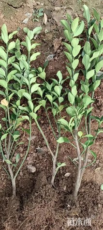 高度55厘米大叶黄杨小苗