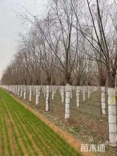 15公分嫁接垂柳