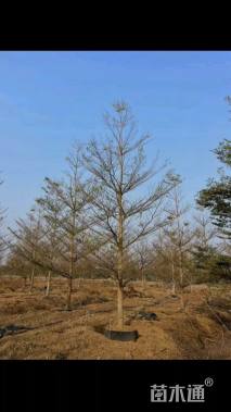 12公分小叶榄仁