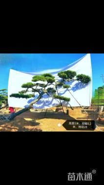 28公分造型赤松