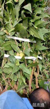 高度300厘米丛生蜡梅