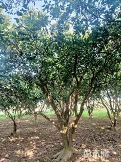 35公分(4杆)丛生香泡