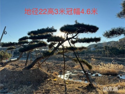 18公分造型油松