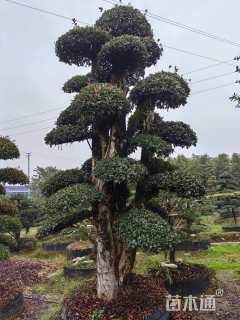 40公分造型椤木石楠