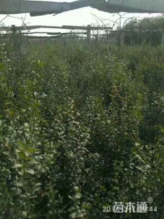 高度1000厘米丛生大叶女贞