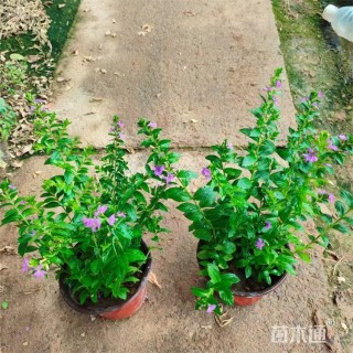 高度45厘米细叶萼距花