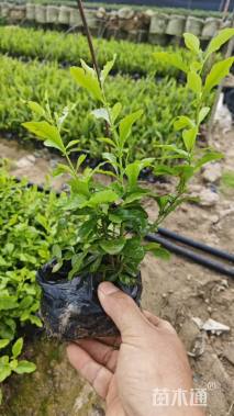 高度20厘米金叶菖蒲