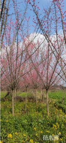 12公分高杆红梅花