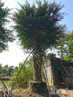 40公分造型小叶榕