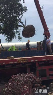 高度500厘米丛生胡柚