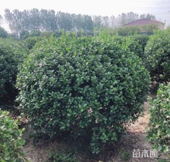 冠幅280厘米无刺枸骨球