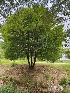 20公分(3杆)丛生香樟