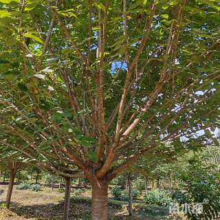 15公分高杆樱花