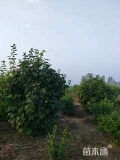 高度250厘米丁香