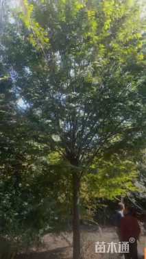 15公分榉树