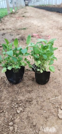 高度20厘米穗花婆婆纳