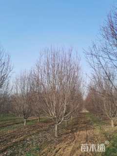 20公分王族海棠