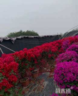 冠幅80厘米三角梅球