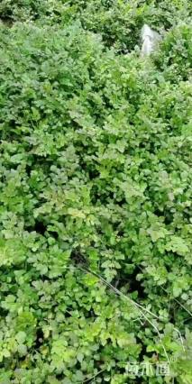 高度20厘米水芹