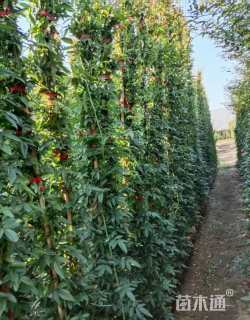 高度180厘米蔷薇