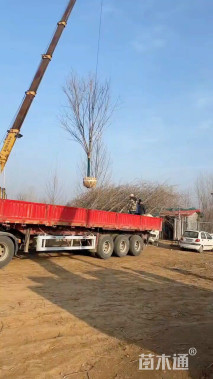 14公分染井吉野樱