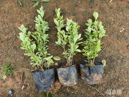 高度40厘米金边黄杨