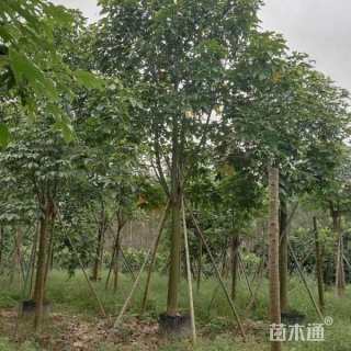 20公分澳洲火焰木