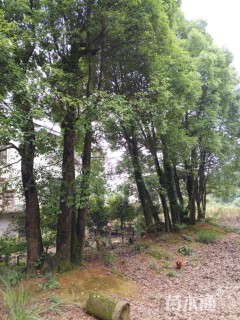 60公分多杆香樟