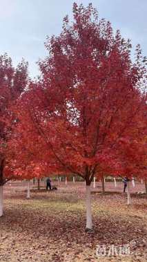 20公分美国红枫