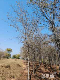 14公分高杆樱花