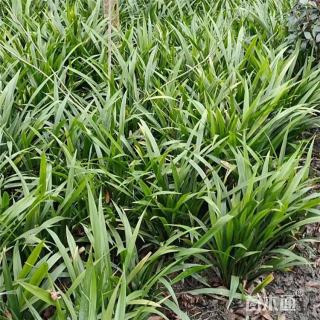 高度35厘米富贵草