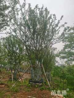 75公分丛生朴树