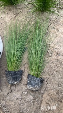 高度15厘米细茎针茅