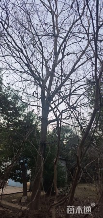 30公分朴树