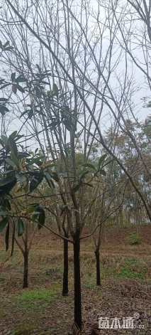 12公分柿树