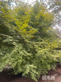 12公分日本红枫-红舞姬