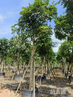 15公分桃花心木