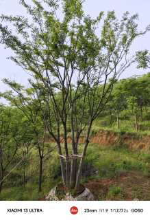 14公分(5杆)丛生朴树