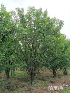 高度900厘米丛生白蜡