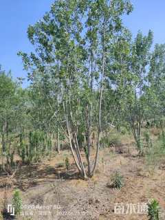 高度800厘米丛生白蜡