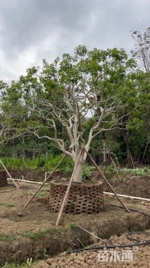 25公分红果冬青